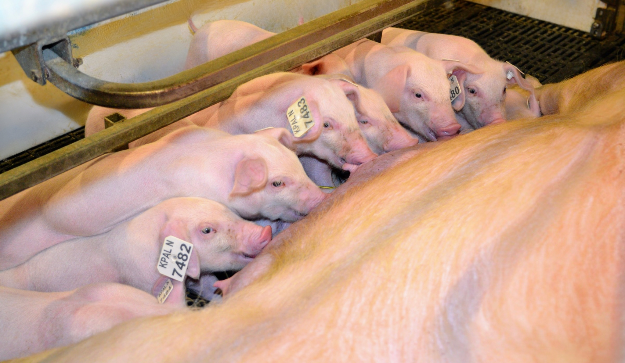 A close-up view of piglets nursing from their mother in a farm environment.