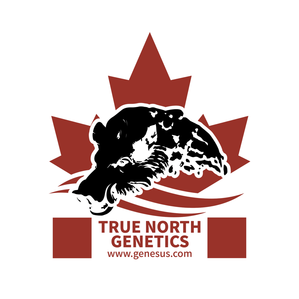 Logo of True North Genetics featuring a stylized hog and a maple leaf, representing Canadian pork production.